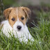 8 Problems Only Jack Russell Owners Will Understand
