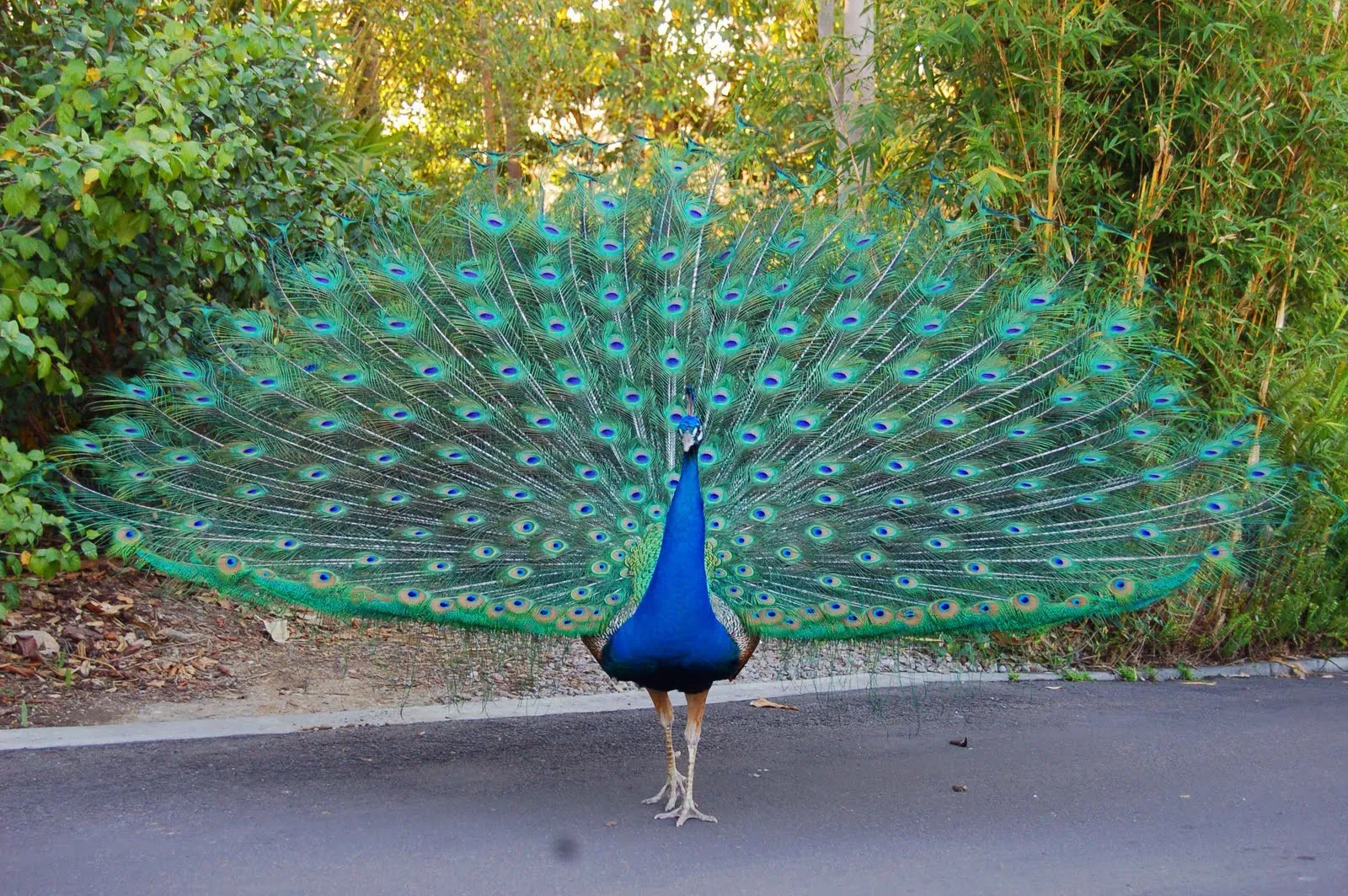 Dynamic Peacock Wigs Photo in 4K