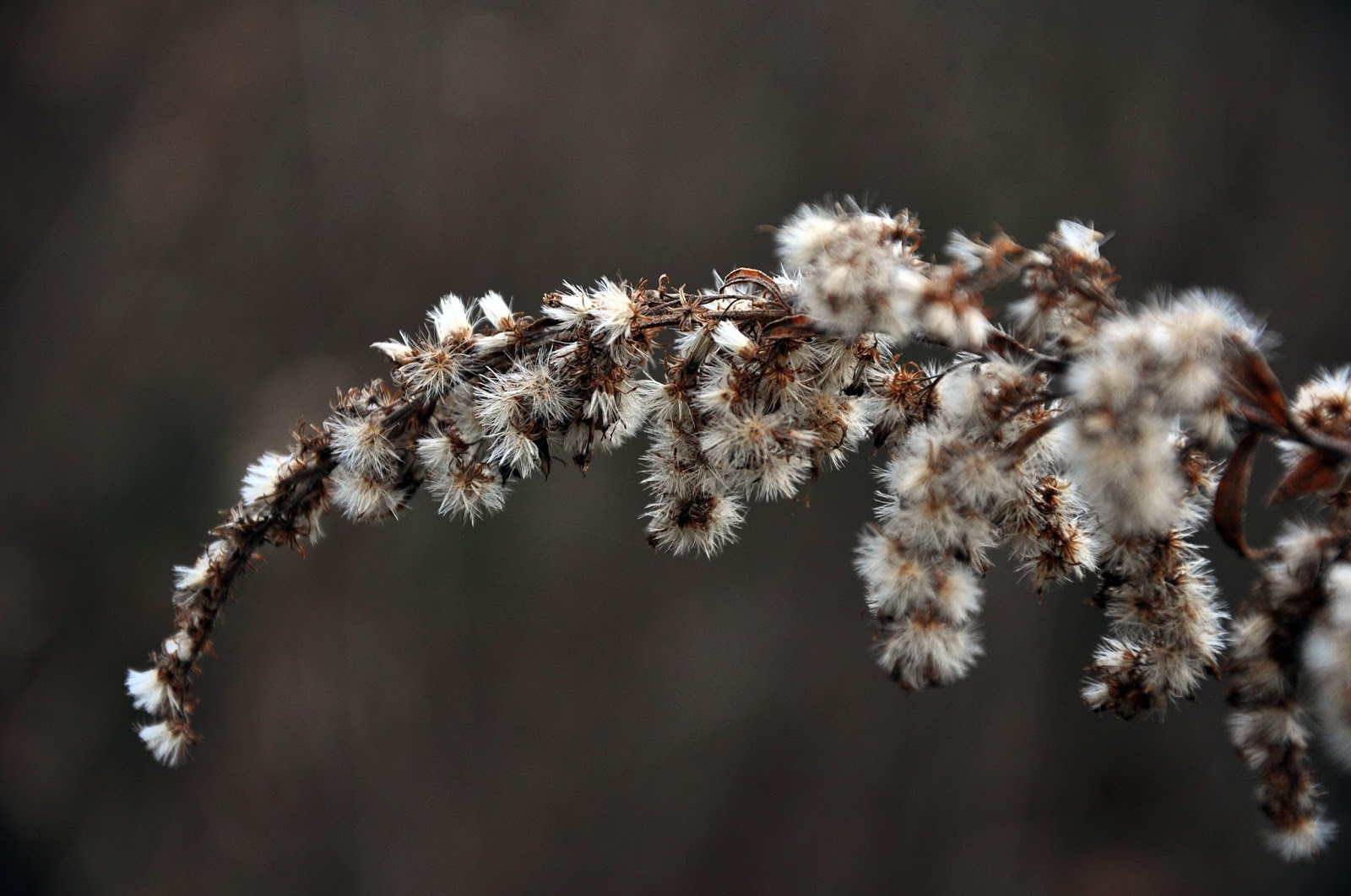Winter Wildflowers