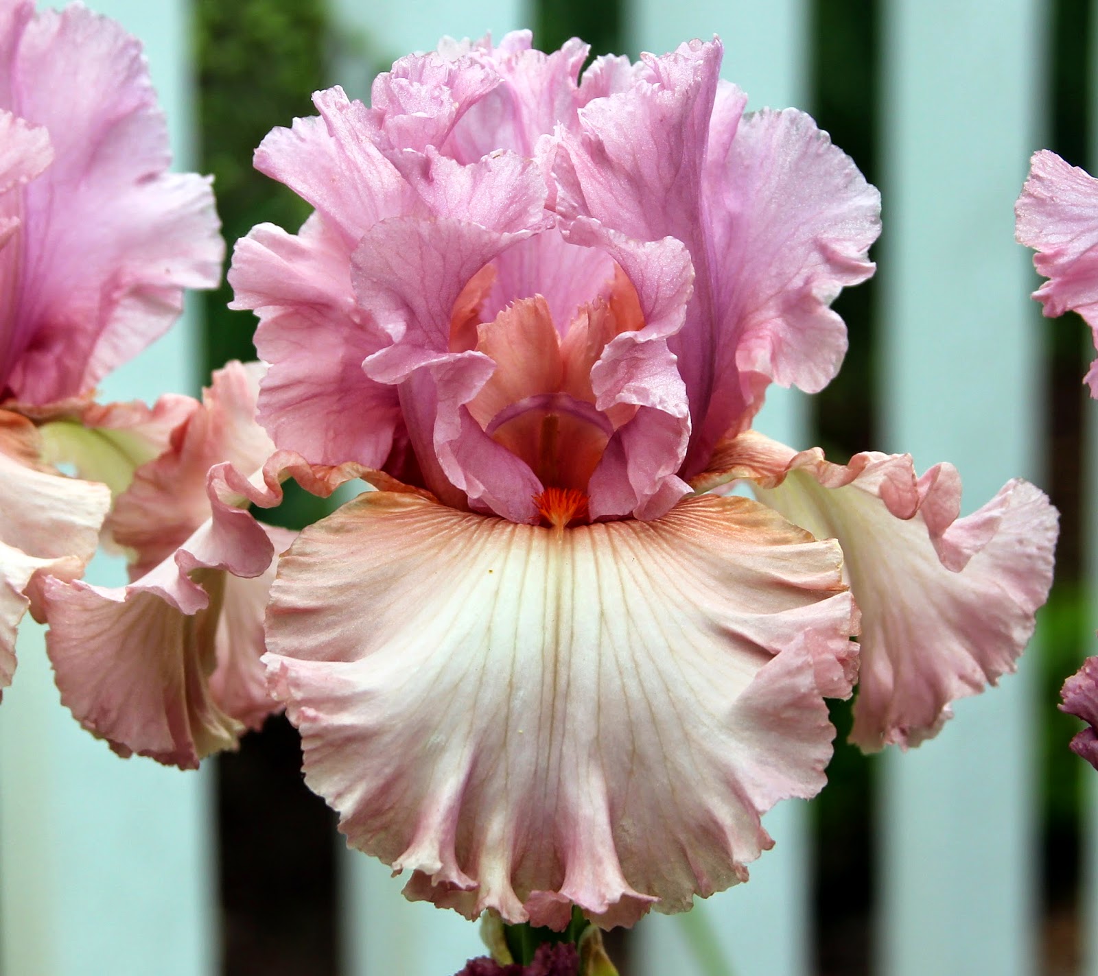 World of Irises "Talking Irises" TALL BEARDED IRISES & COMPLEMENTARY