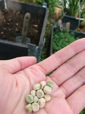 グリーンピース 豆を蒔く