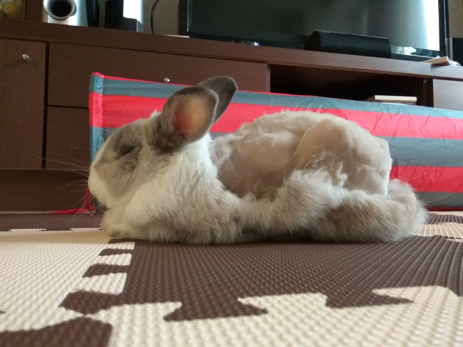 2017夏天涼爽造型的布丁