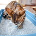 How often should cat litter boxes be cleaned?