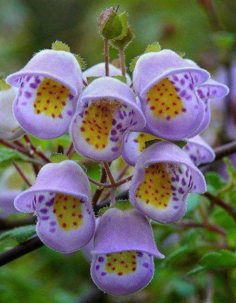 Pictures Of Beautiful Rare Flowers Pictures Of Beautiful Rare Flowers