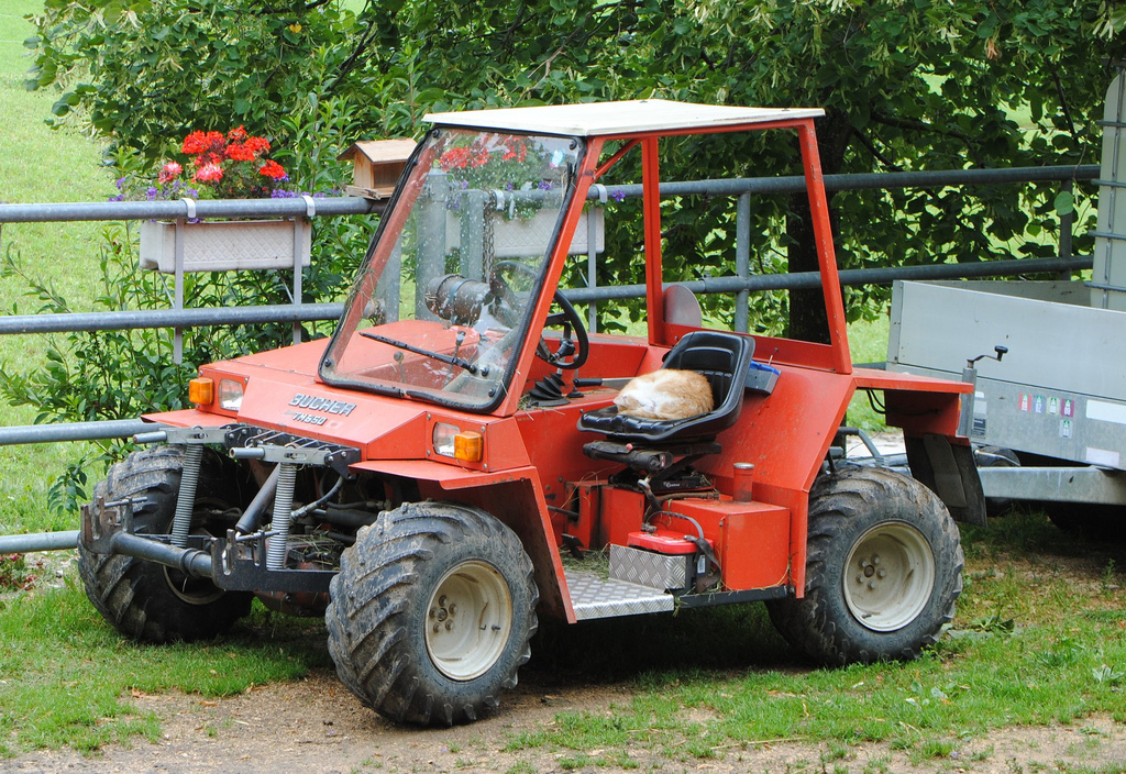 OS BRUTOS DO CAMPO: BUCHER