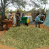 Agricultores familiares de Jaguarari produzem cerca de três toneladas de silagem a partir do cultivo no ensaio agroecológico