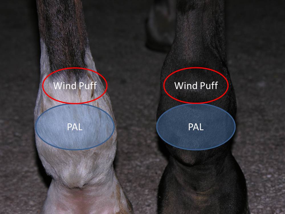 Michael Porter, Equine Veterinarian Plantar Annular Ligament Desmitis