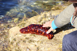 Intertidal life in Haida Gwaii