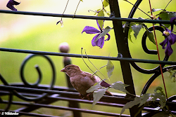 fly bird learning treasure christian box confidence shall lord