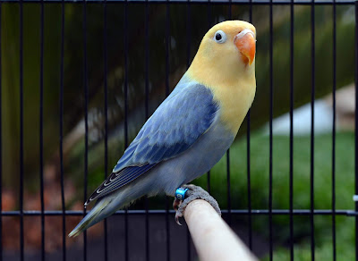 All About Split On Opaline Lovebird Lovebird Breeding Tips And Mutations Guide