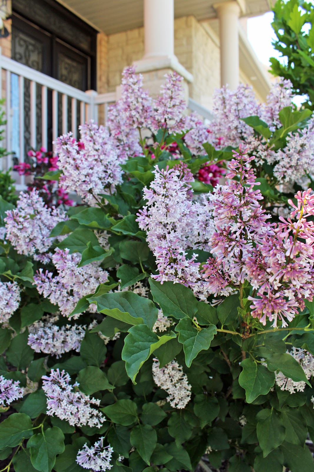 Defining Your Home Garden And Travel Lilacs Are Here There And