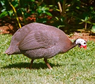 Gambar Burung Api2 Gambar V