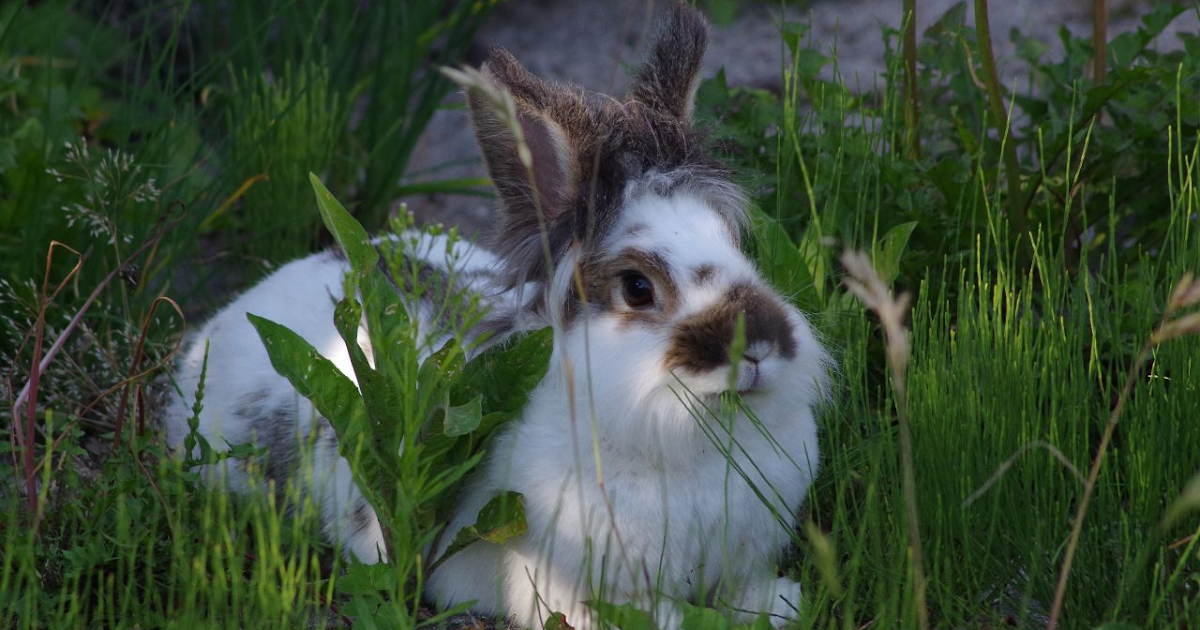 Poisonous plants and how rabbits identify them