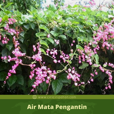 Air Mata Pengantin