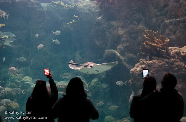 people, aquarium