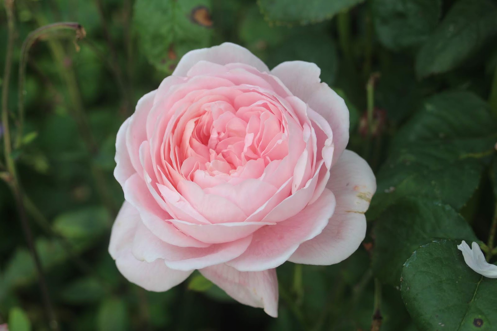 Bonica Rose Stock Photos Bonica Rose Stock Images Alamy