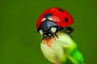 Ladybug perched on a flower bud.