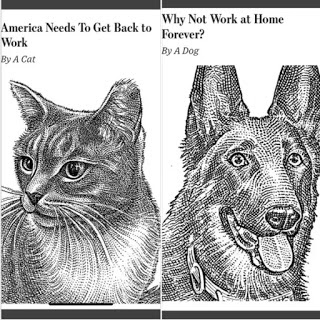 Cat-dog-debate.jpg