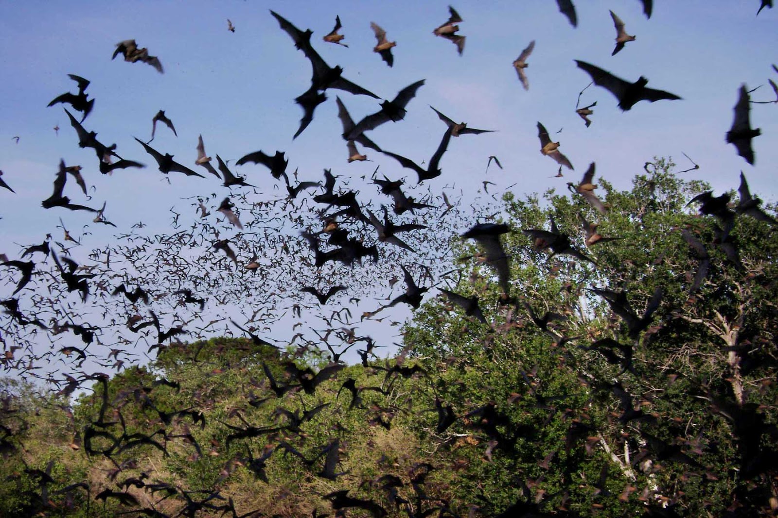 10 Amazing Migration of animal Most Amazing Top 10 List Articles with