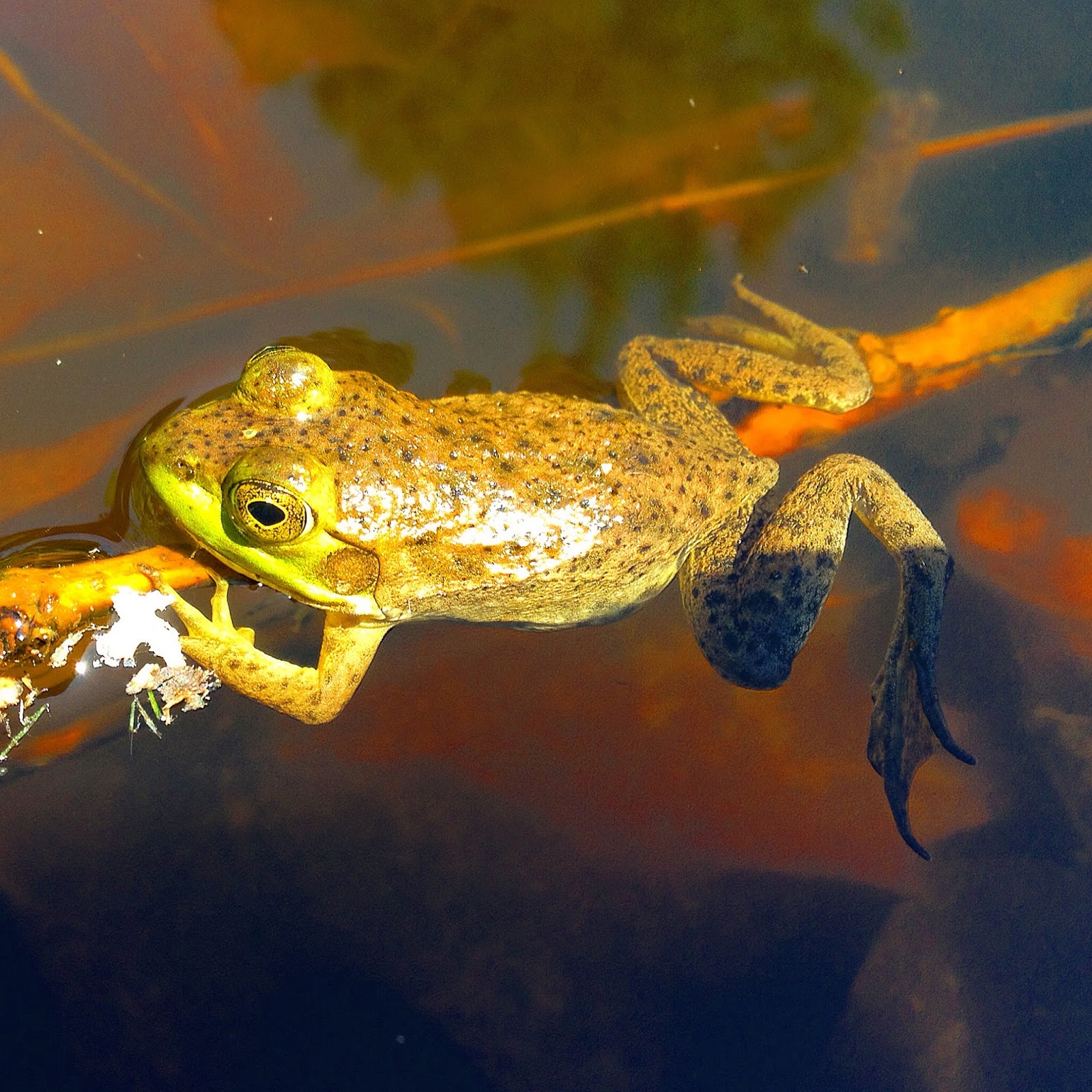 Sprouts Garden Creatures Frogs