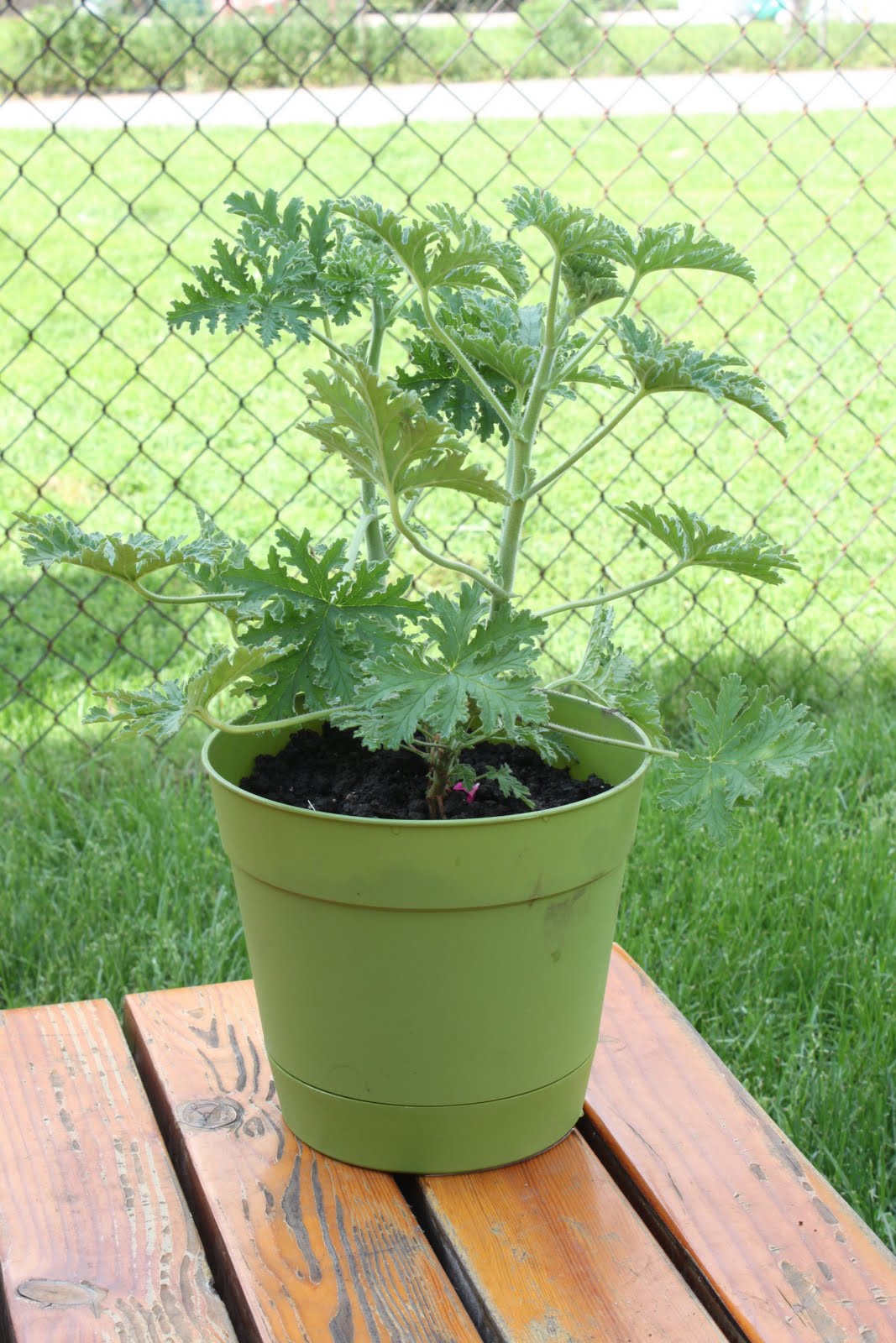 briggs and stratton 3000 generator