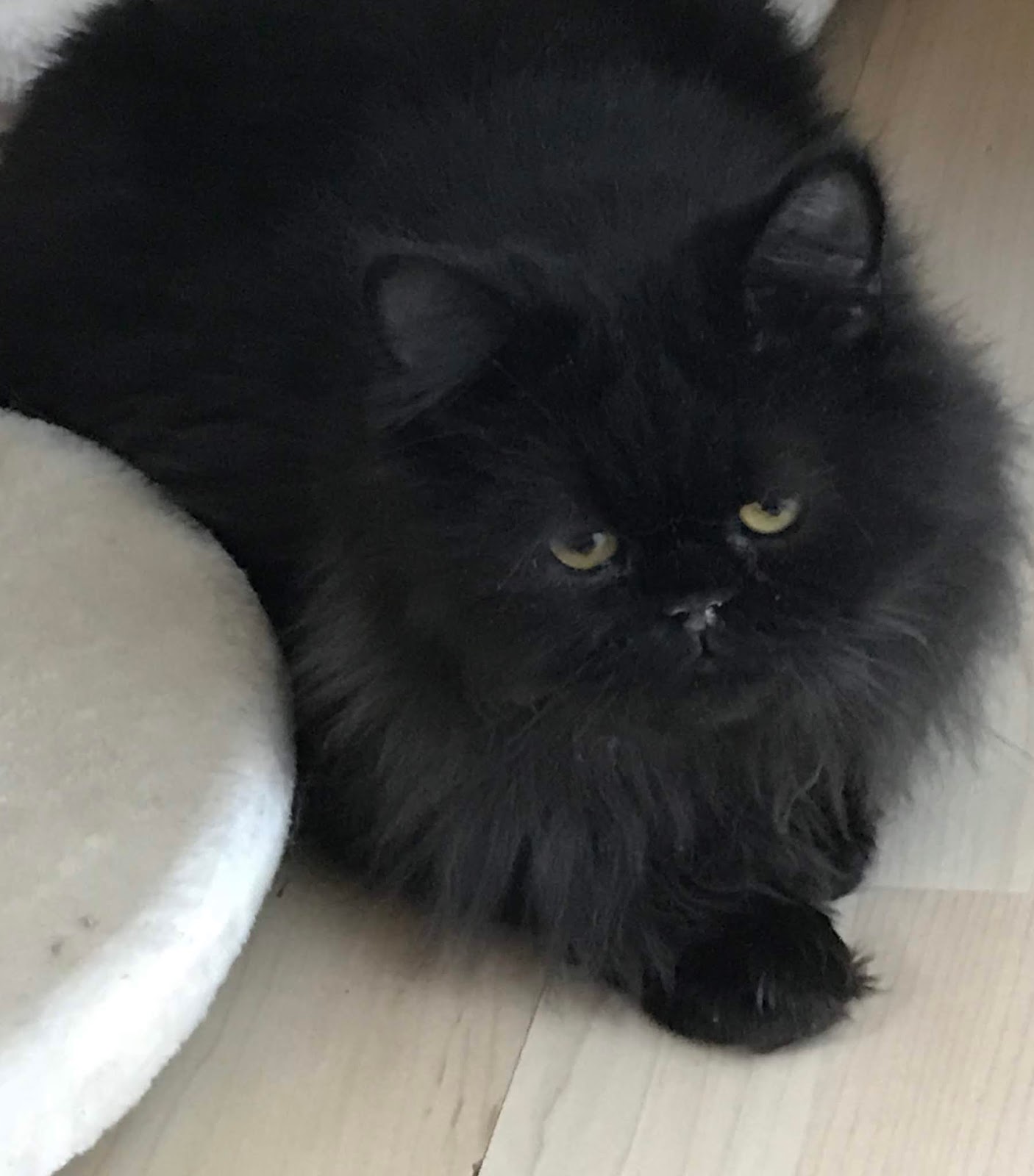 Wenn die Katze sich das Fell kahl leckt