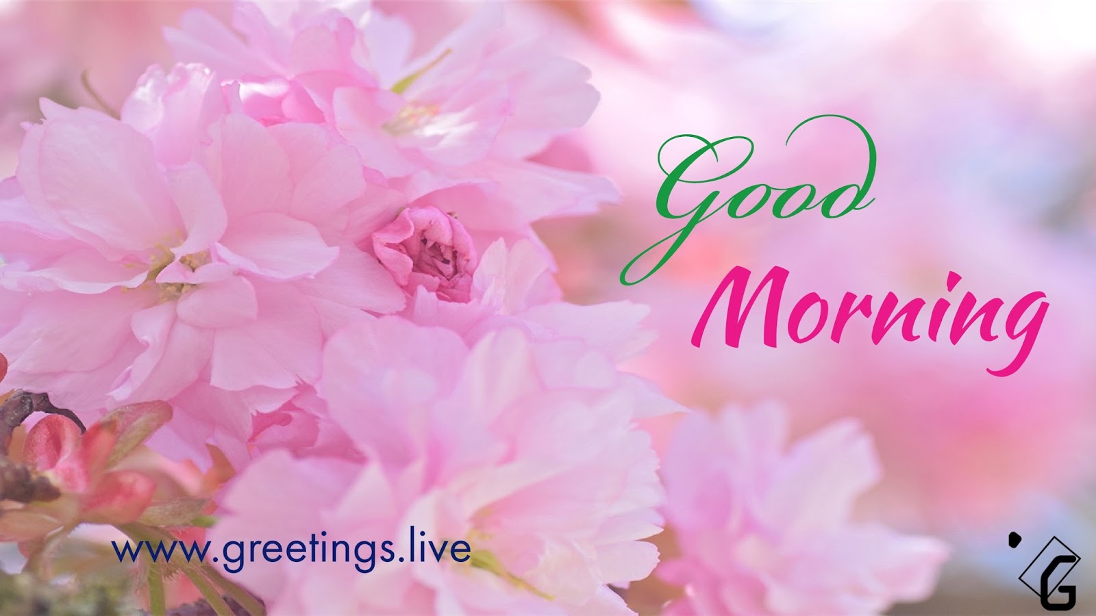 Greetings.Live*Free Daily Greetings Pictures Festival GIF Images Good