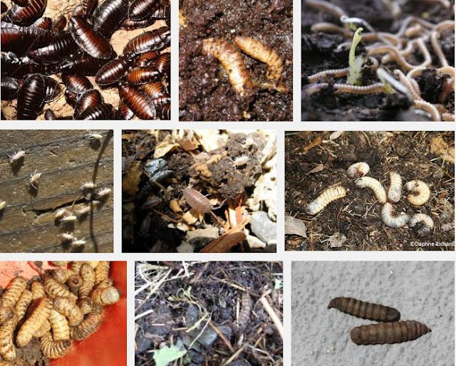 Millipedes, Centipedes, compost Bugs and Chickens Organic Farming Tips