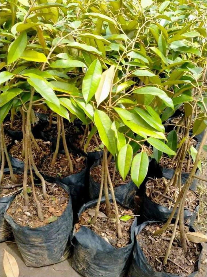 Bibit durian Musangking kaki 3 okulasi cepat berbuah Riau