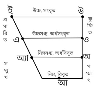 মৌলিক স্বরধ্বনির উচ্চারণ স্থান মৌলিক স্বরধ্বনির উচ্চারণ স্থানের মাধ্যমে স্বরসঙ্গতির ব্যাখ্যা
