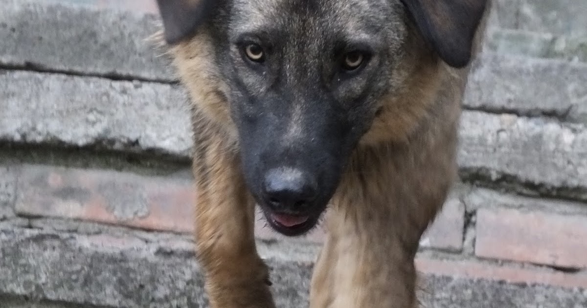 Stray dogs and rabies deaths in Afghanistan