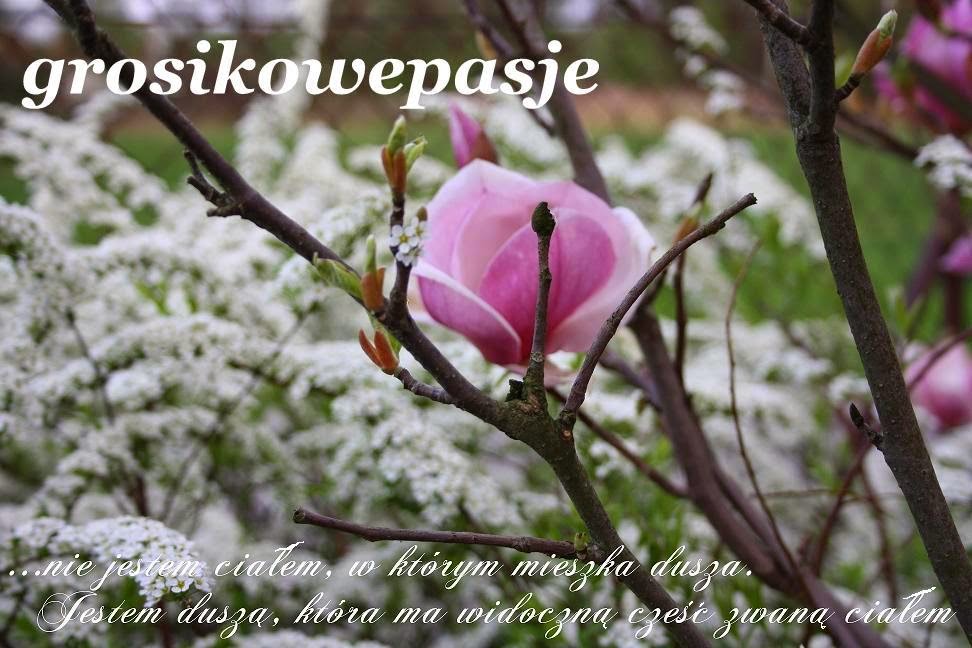 grosikowepasje