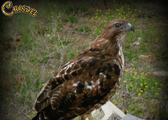 Reflections from Bon Bon Pond: May 2013