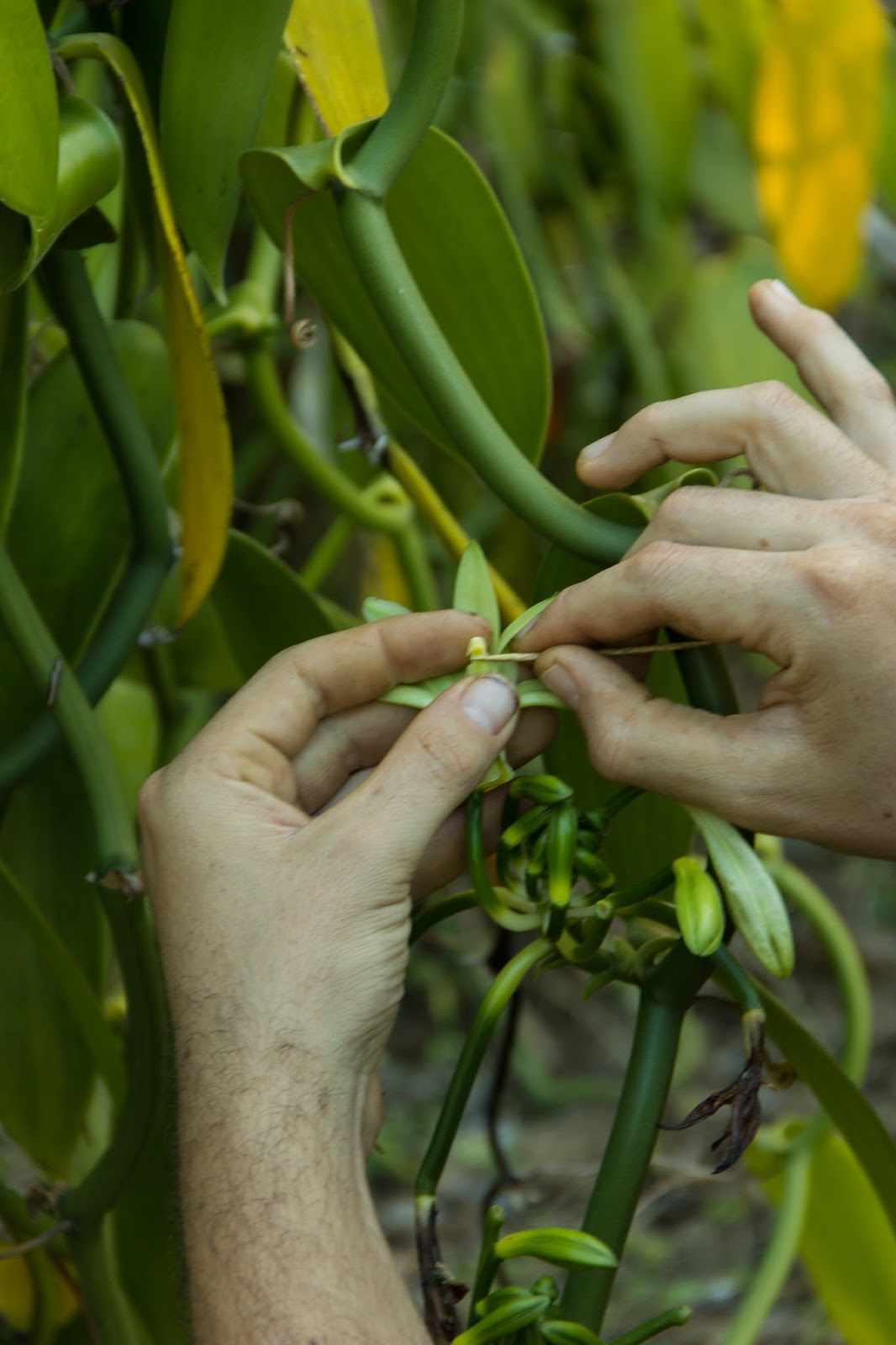 La Réunion V.D. La vanilleraie Sainte Suzanne