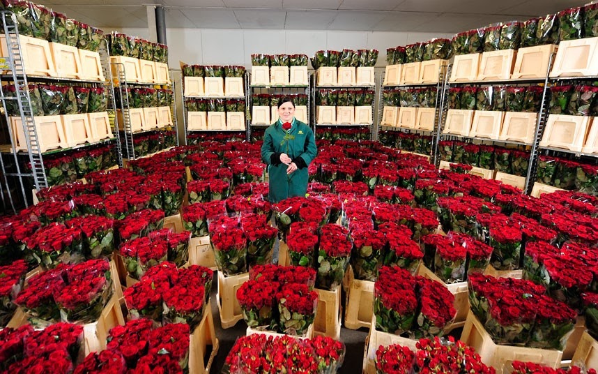 Где Купить Розы И Цена