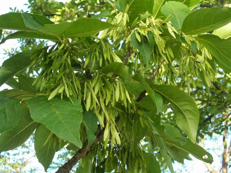ясень обыкновенный fraxinus excelsior. ясень обыкновенный fraxinus excelsior. клен ясенелистный лист. ясень пенсильванский лист. ясень обыкновенный -fráxinus excélsior.