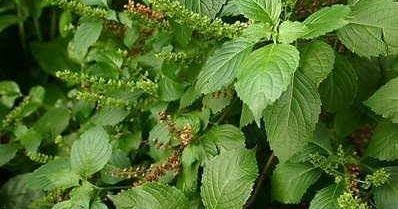 Image result for Amazing Health Benefits of Scent Leaf