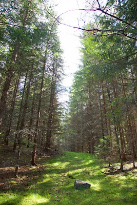 Волшебный домик Лив