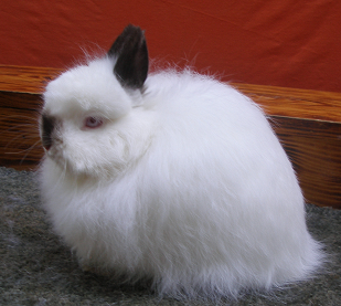 M an' M Rabbitry Blog: Rabbits For Sale available to be transported to ...