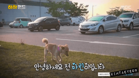 [사진/움짤多] 저는 유기견 마린이입니다. 제 가족이 되어주실 분 없나요? | 인스티즈