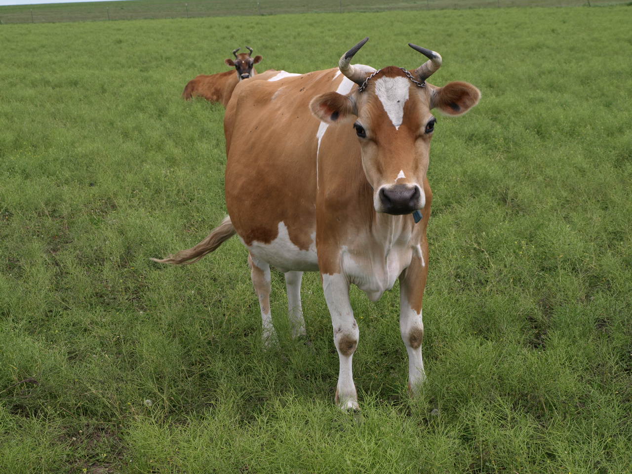 Go Poverty Flats Old Barns and Jersey Cows