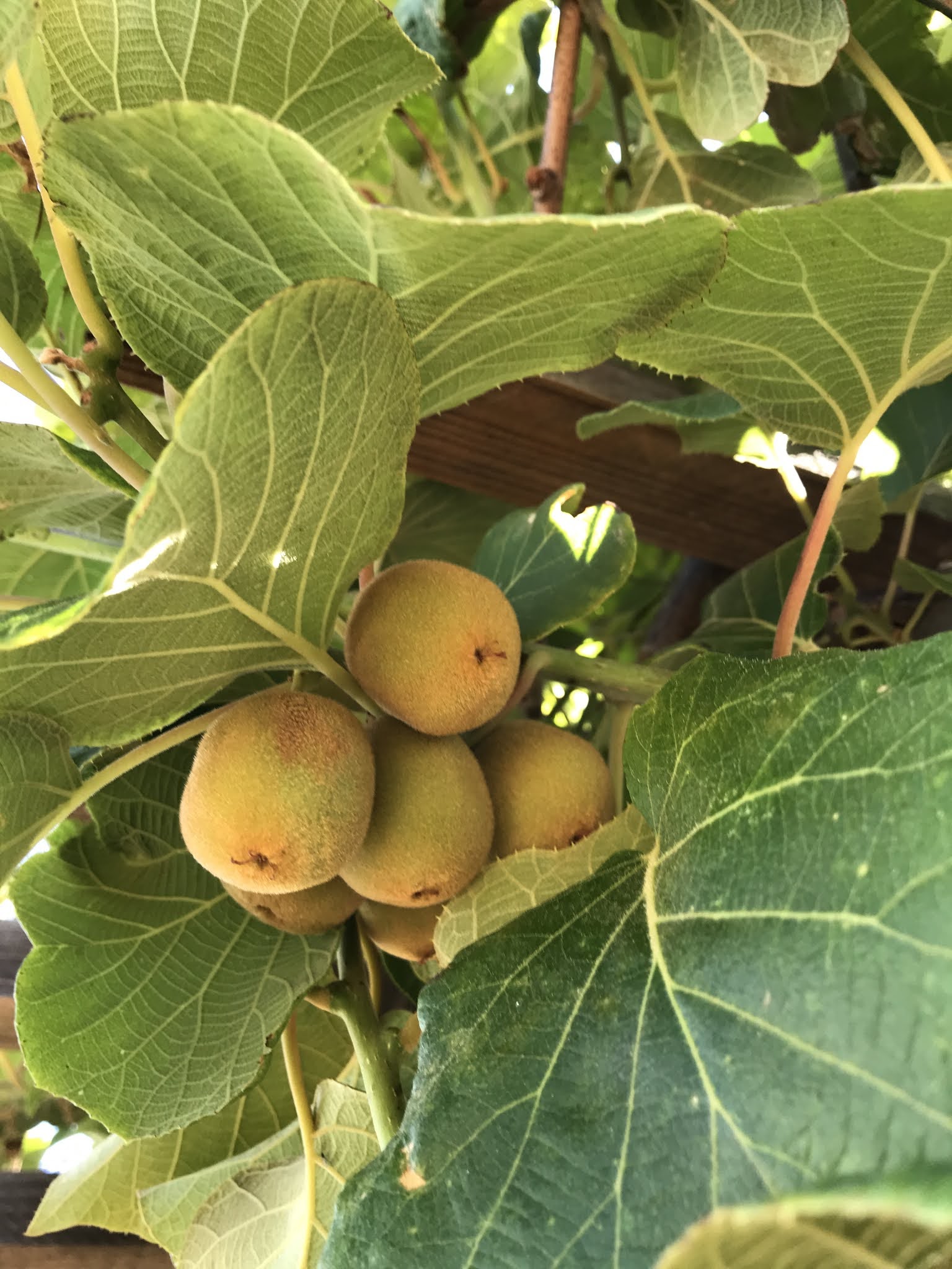 Gardening Golden kiwi, Actinidia chinensis