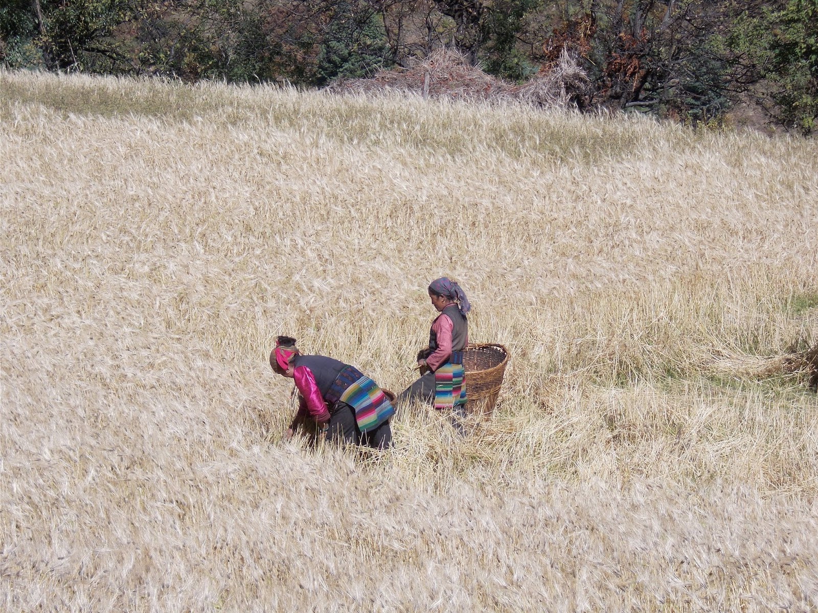 Вокруг Манаслу, долина Цум, Нар-Пу. Непал 2017.
