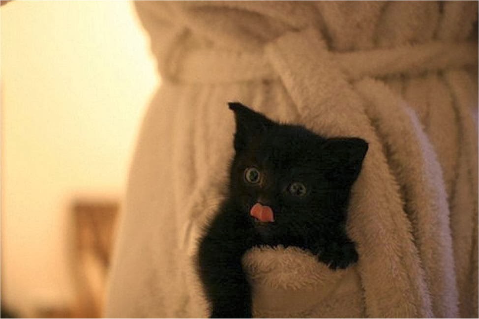 Funny cats - part 93 (40 pics + 10 gifs), cat sits in bath robe pocket