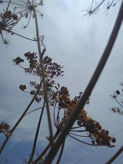 Hogweed seed has dramatic umbrels