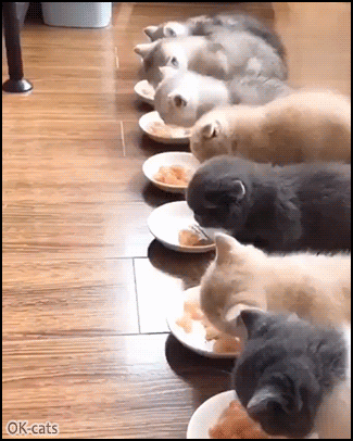 It's lunchtime: 7 funny (disciplined) kitties eating in sync • Cat GIF  Website