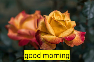 गुड मॉर्निंग इमेजेज फॉर फ्रेंड्स | A very good morning images good morning images