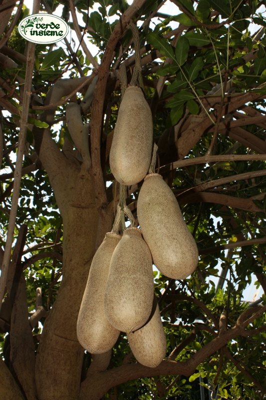 Frutta Del Primo Piano Dell'albero Della Salsiccia  Kigelia  Che Cresce Adelaide Sou Image74269701 - Foto 9