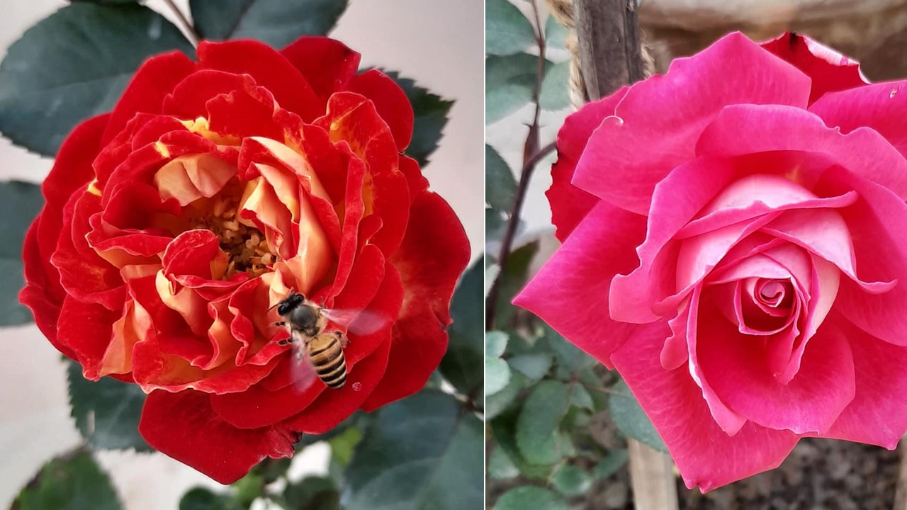 Flowers Natter, Morning Chatter A Roses Haven