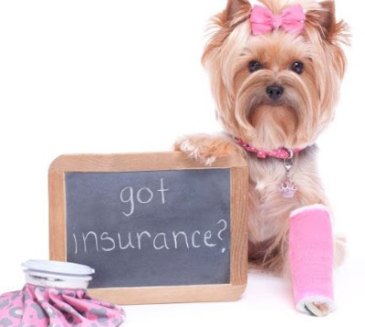 CreditCare for Pets: How Does it Work?